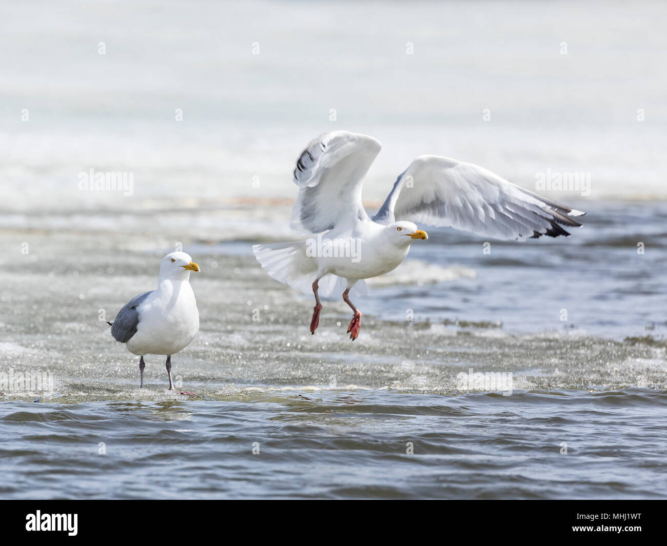 Common Gulls (Larus canus), or Mew Gulls, taking flight, Fortwhyte, Manitoba, Canada. Stock Photo