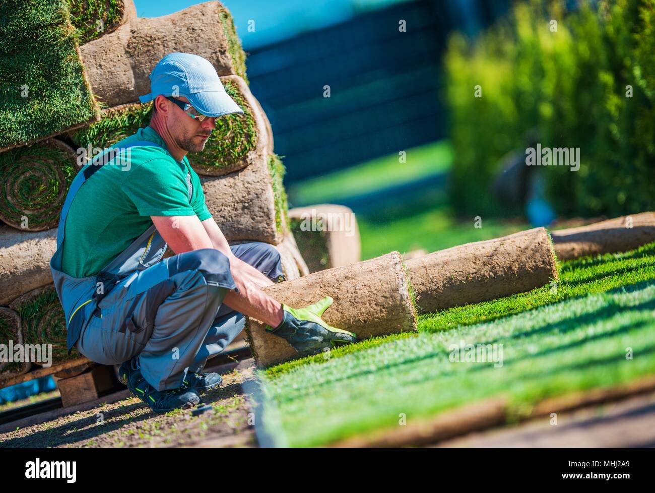 New Turf Grass Installation by Professional Gardener. Rolls of Grass on the Backyard. Stock Photo