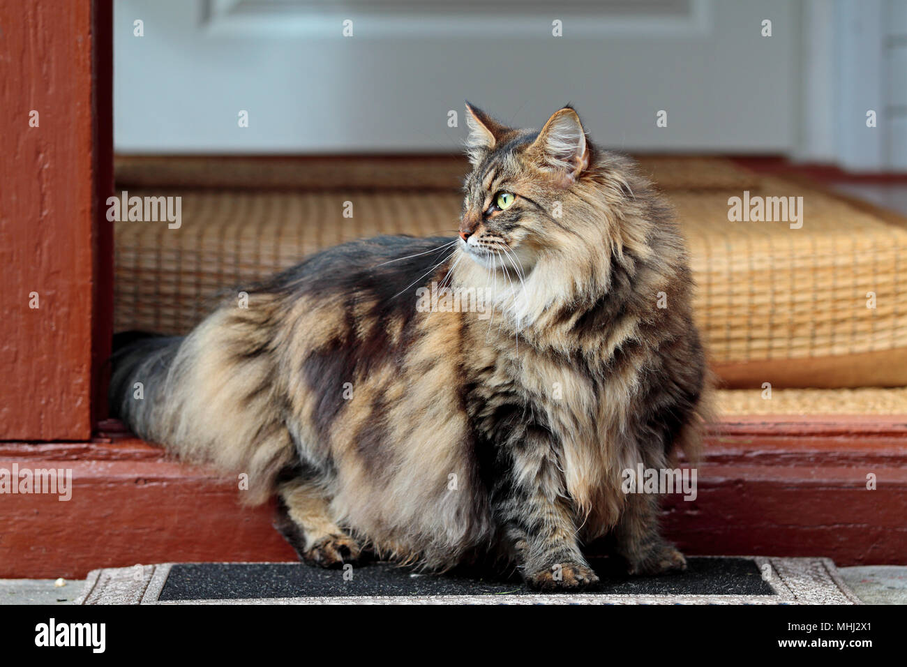 Norwegian forest cat female on doorstep Stock Photo Alamy
