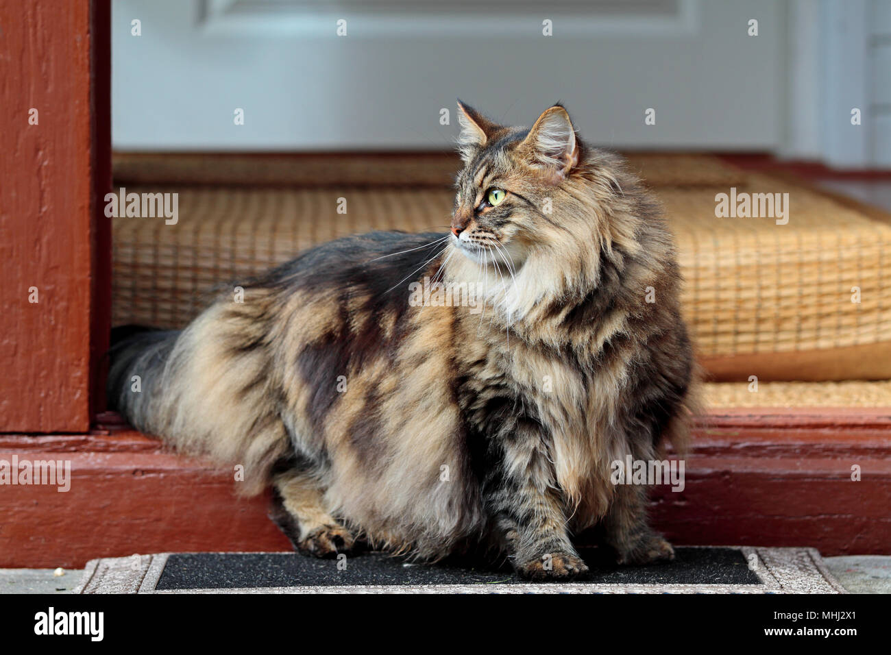 Norwegian forest cat female on doorstep Stock Photo