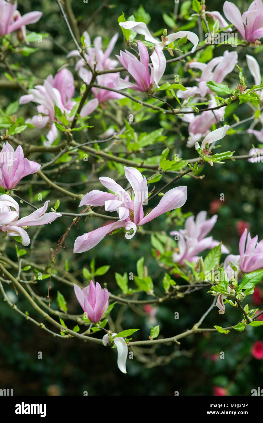 Magnolia ’Ricki’ tree flowering in spring. UK Stock Photo - Alamy