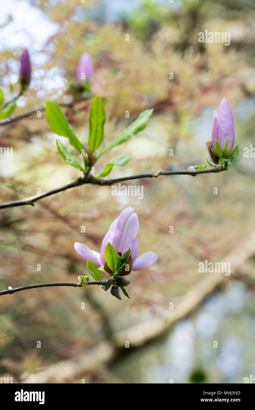 Magnolia x soulangeana ‘Crimson stipple’ tree flower and buds in spring. UK Stock Photo