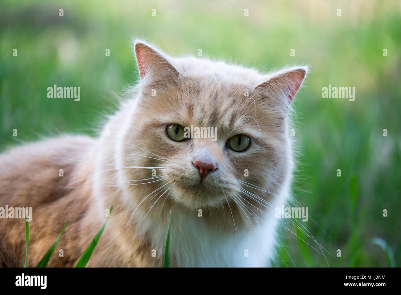 Closeup of a wild field cat walking through the green grass Stock Photo ...