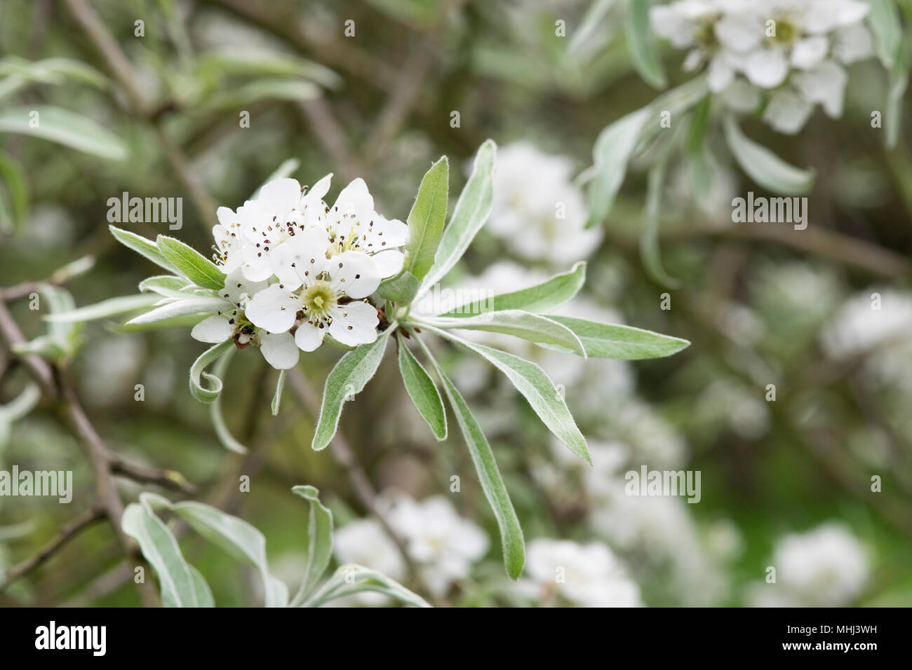 Pyrus salicifolia 'Pendula' . Pendulous willow leaved pear tree in blossom in spring Stock Photo