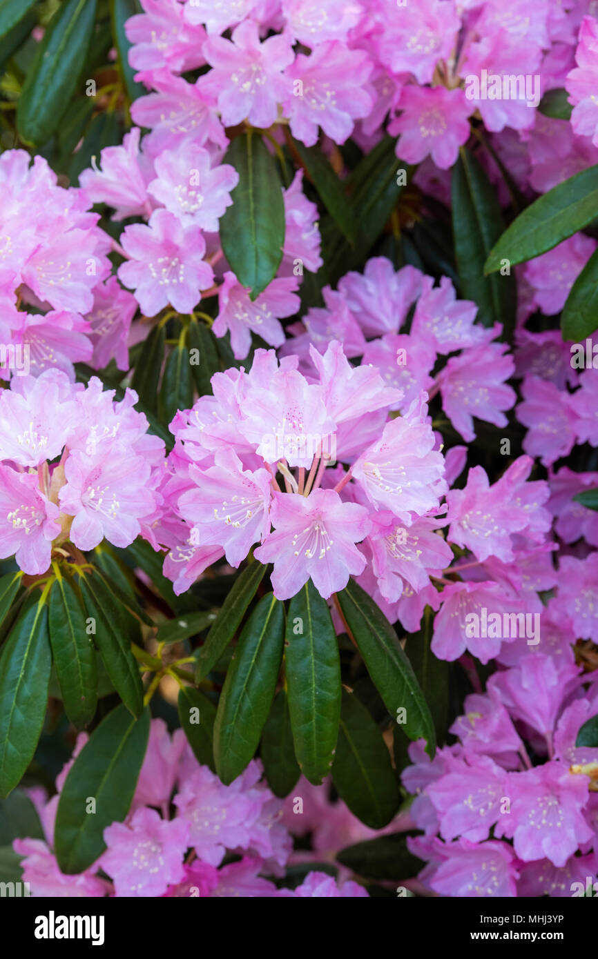 Rhododendron degronianum ssp. 'Heptamerum 'Ho emma' flowering in spring.  UK. Flowering Azalea Stock Photo - Alamy