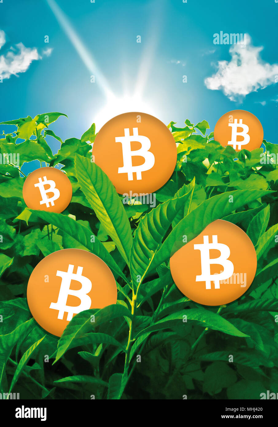 Cryptocurrency conceptual financial background design with bitcoin icons  growing at field Stock Photo - Alamy