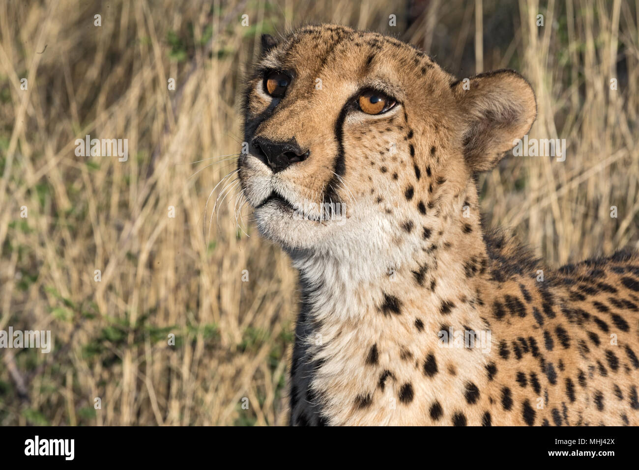 Portrait of a cheetah (Acinonyx jubatus) in the evening sun light, namibia Stock Photo