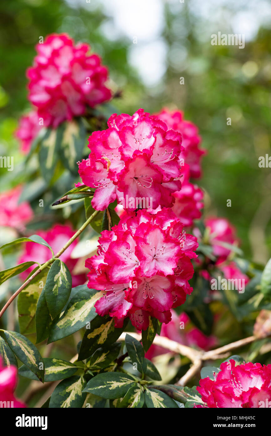 Rhododendron ‘President roosevelt’ flowering in spring. UK.  Flowering Azalea Stock Photo
