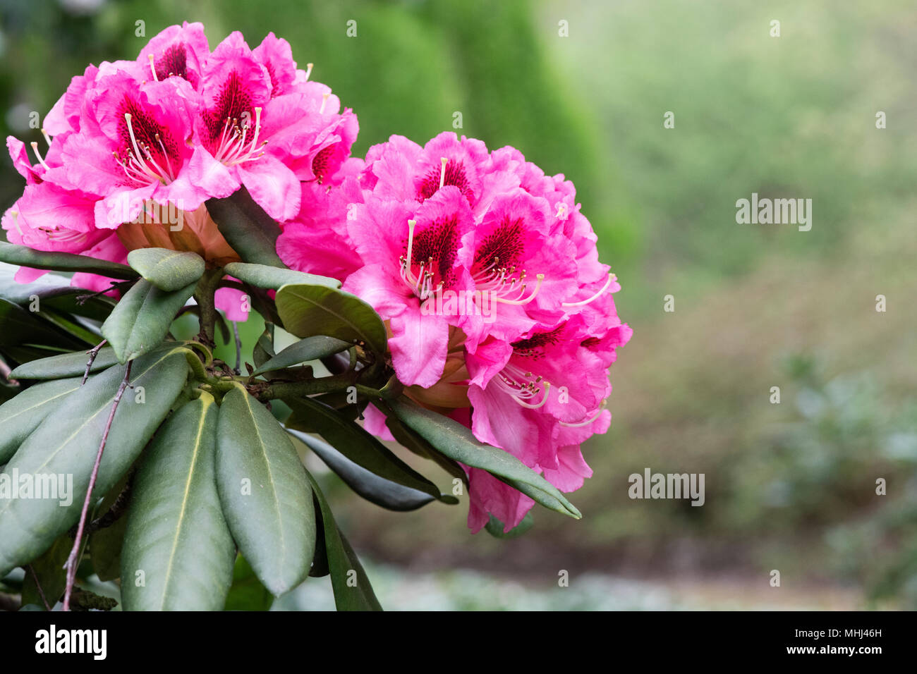 Rhododendron ‘Kate waterer’ flowering in spring. UK.  Catawbiense hybrid. Flowering Azalea Stock Photo