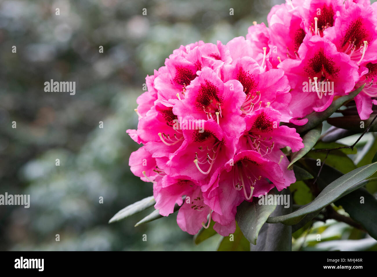 Rhododendron ‘Kate waterer’ flowering in spring. UK.  Catawbiense hybrid. Flowering Azalea Stock Photo