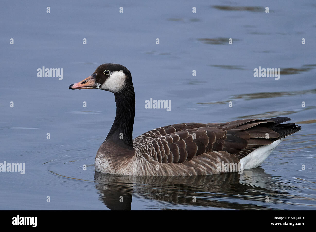 canada goose natural habitat canada goose natural habitat