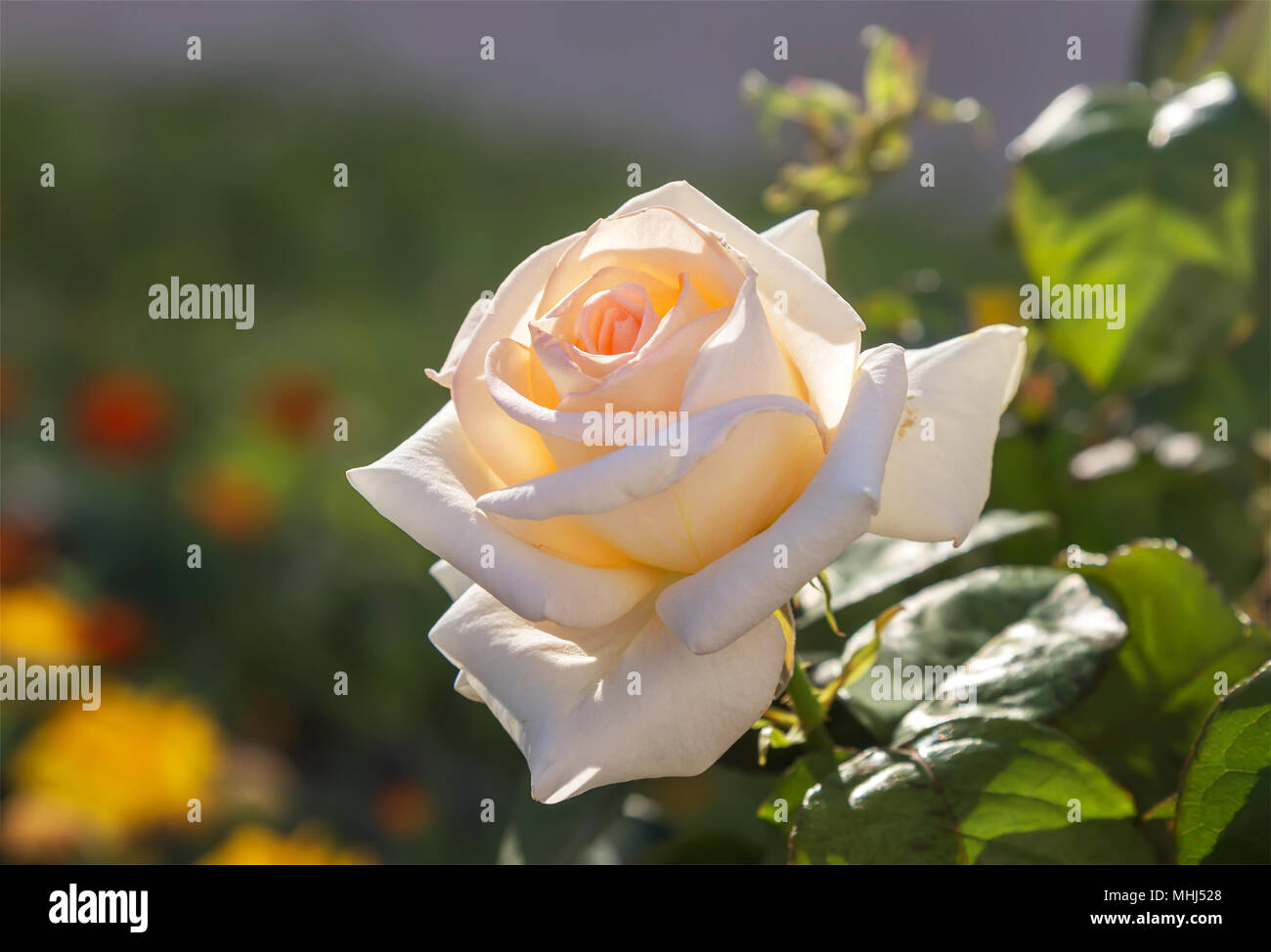 Beautiful white pink Rose flower.  Stock Photo