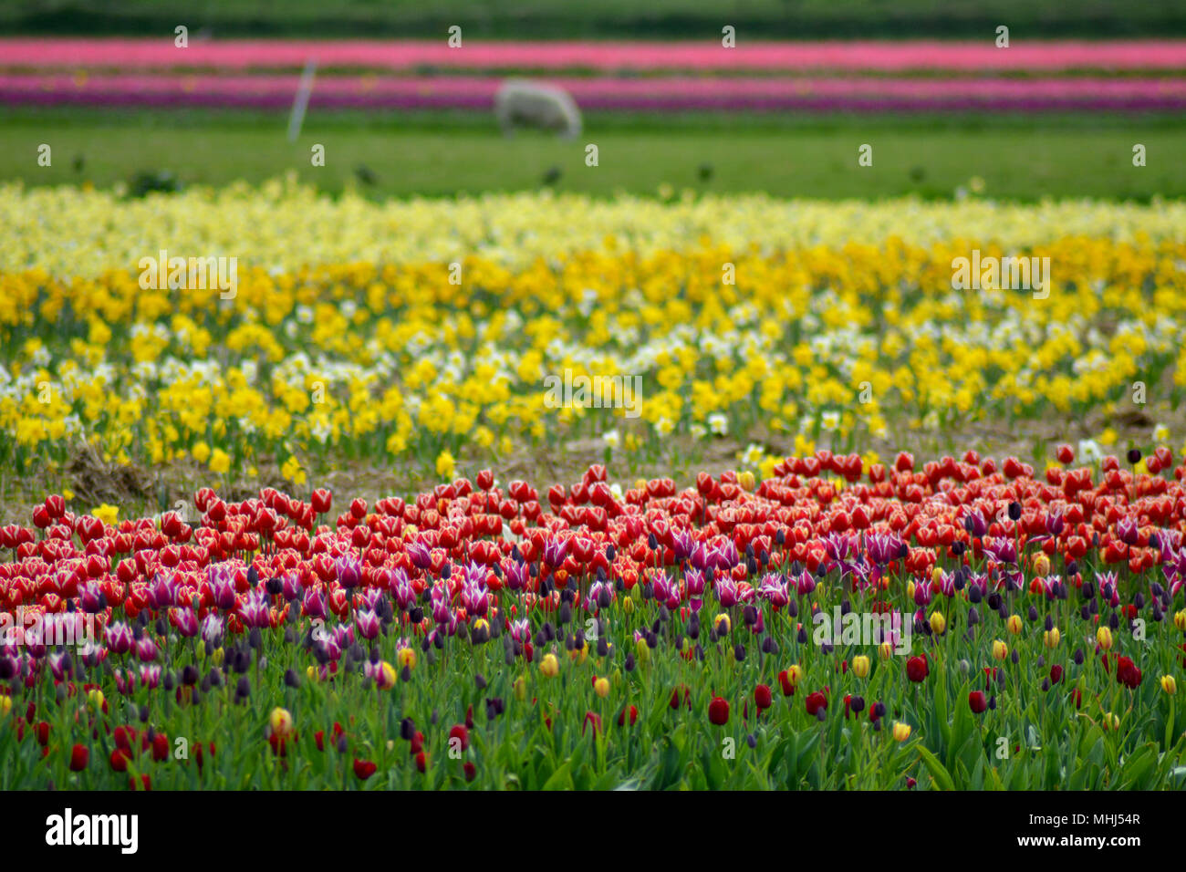 Flower fields with colourful tulips at Den Hoorn, Texel. Bollenvelden. Stock Photo