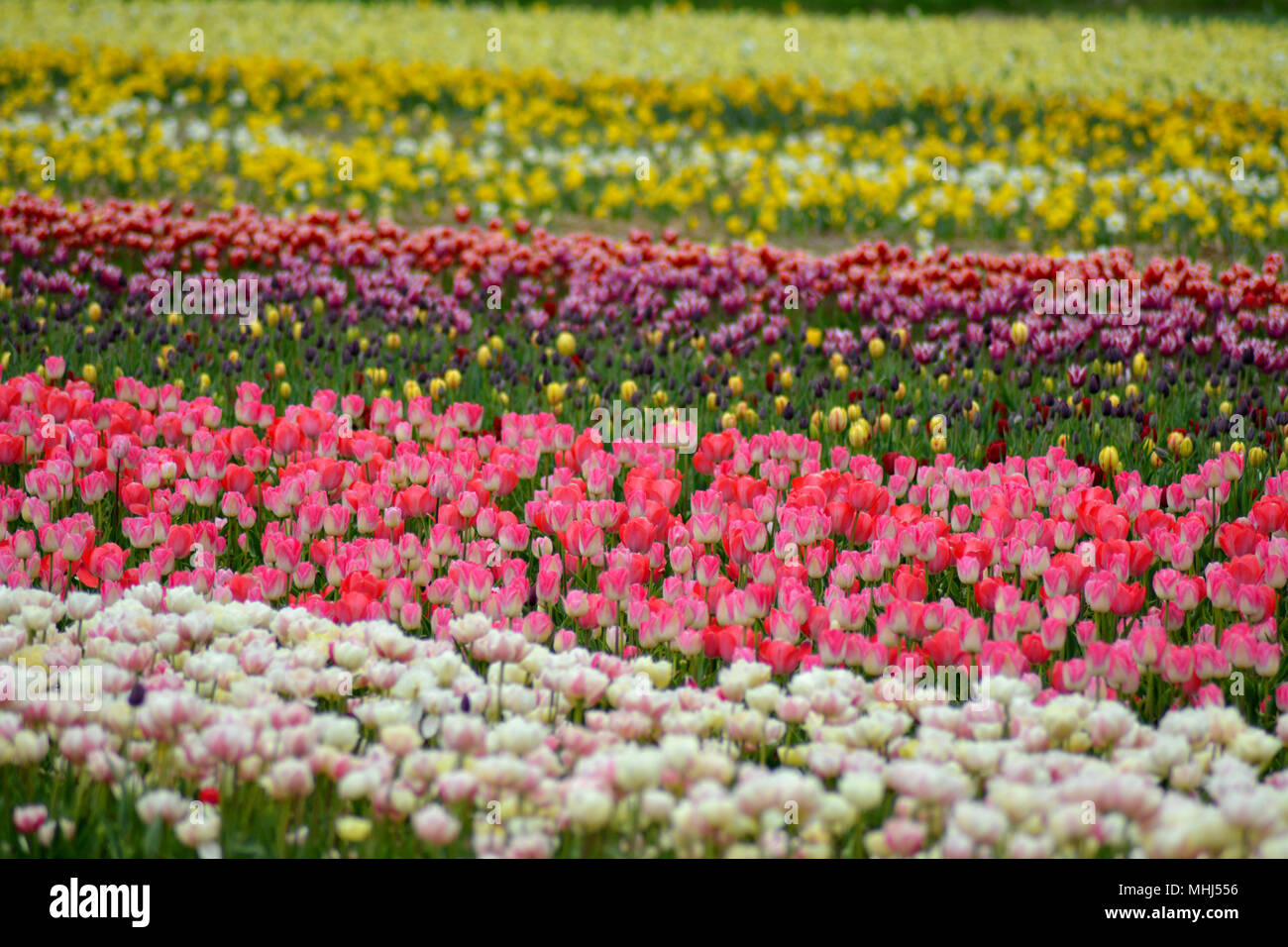 Flower fields with colourful tulips at Den Hoorn, Texel. Bollenvelden ...