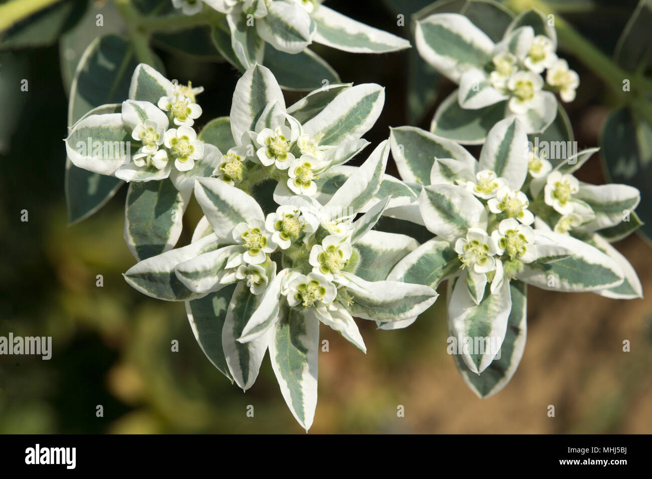 Close up of the beautiful delicate flowers of a euphorbia marginata kilimanjaro in a garden in Hungary Stock Photo