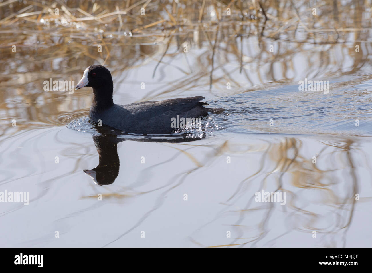 American Coot, Fulica americana, swimming in a pond, Beaverhill Lake, Alberta, Canada Stock Photo