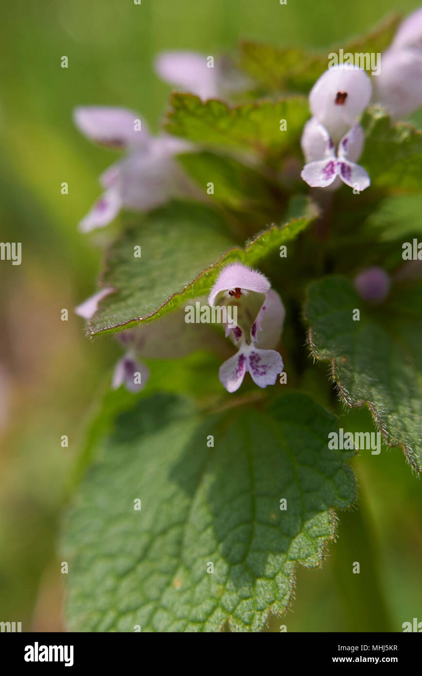 Lamium purpureum Stock Photo Alamy