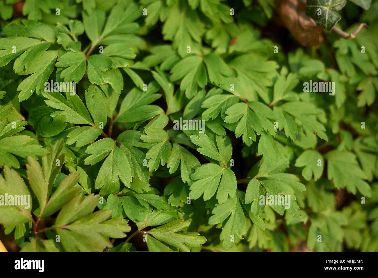 Anemone nemorosa plants Stock Photo