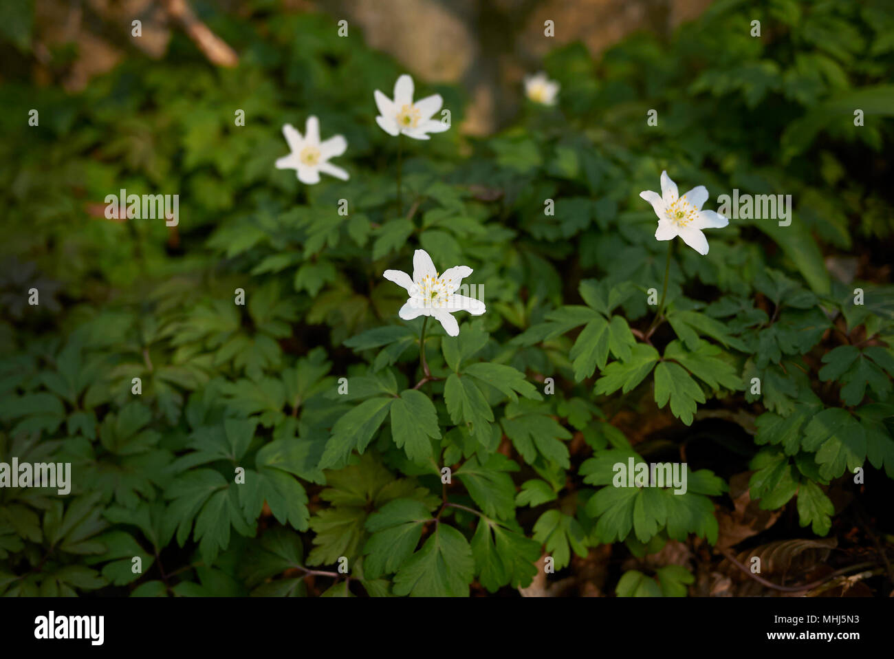 Anemone nemorosa plants Stock Photo