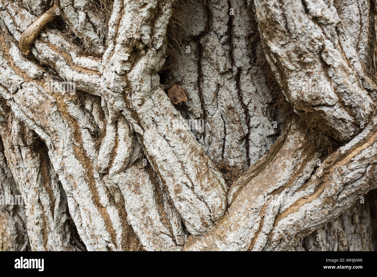 Close up detail of gnarly, knobbly, grey, twisted, winding, climbing vine stems wrapped around old tree on Brownsea Island, near Poole, Dorset UK Stock Photo