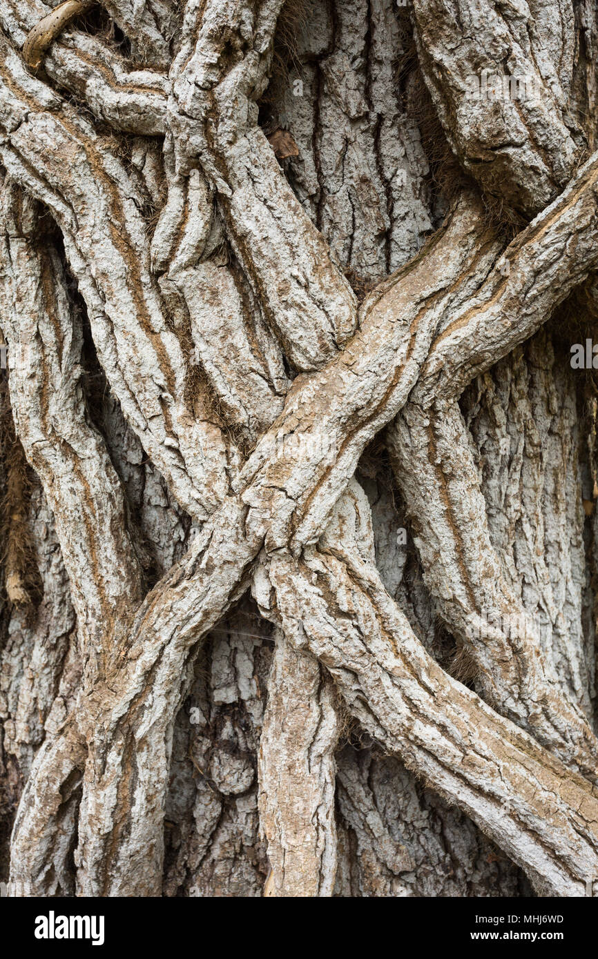 Close up detail of gnarly, knobbly, grey, twisted, winding, climbing vine stems wrapped around old tree on Brownsea Island, near Poole, Dorset UK Stock Photo