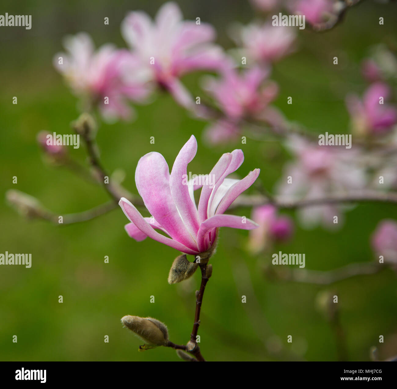 Magnolia blossoms in Vermont Stock Photo Alamy