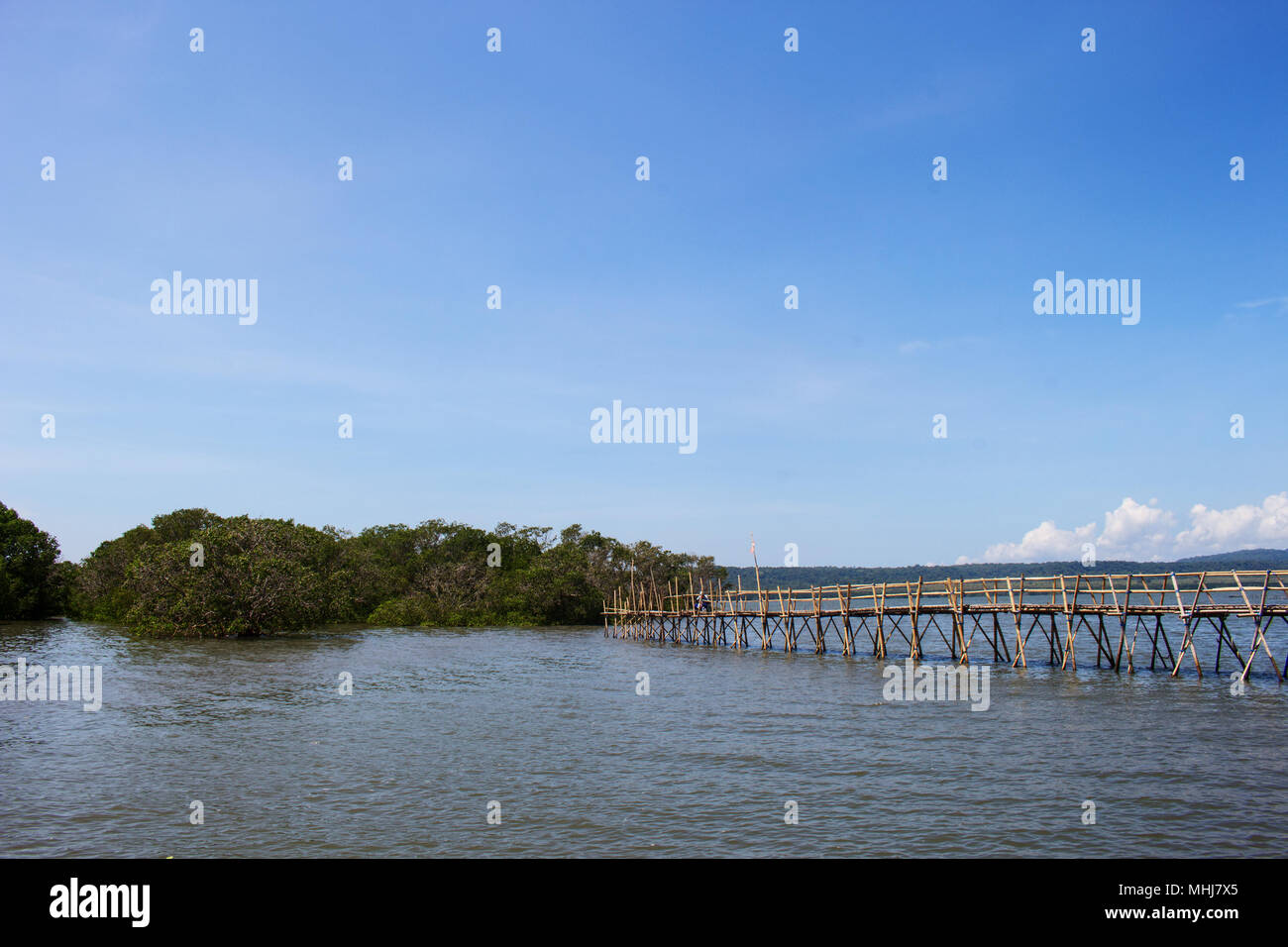 Bamboo Bridge go in the Mangrove Trees in Day of Blue Sky Stock Photo