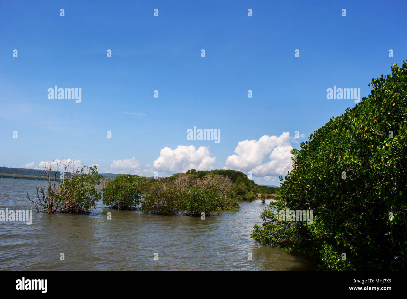 Mangrove Trees on Water of Bay With Blue Sky Stock Photo