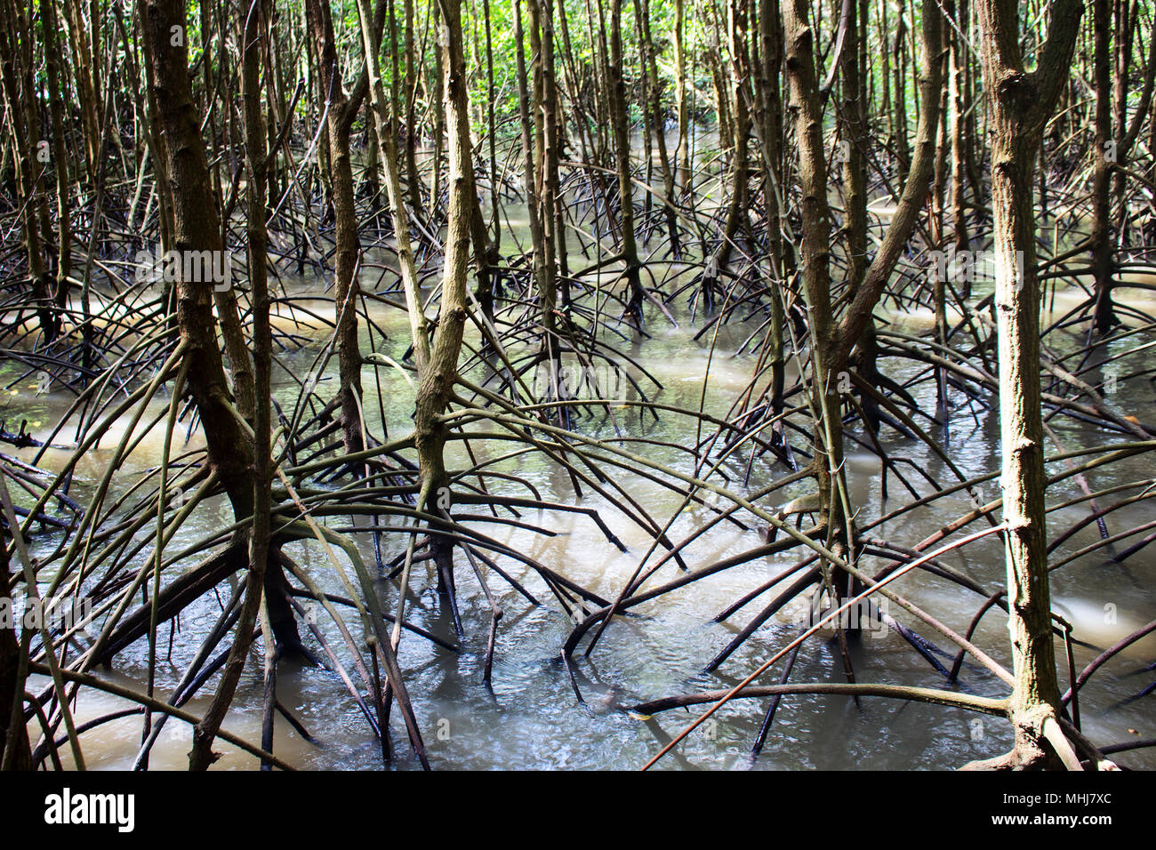 Mangrove Root on Brown Mud Water Stock Photo