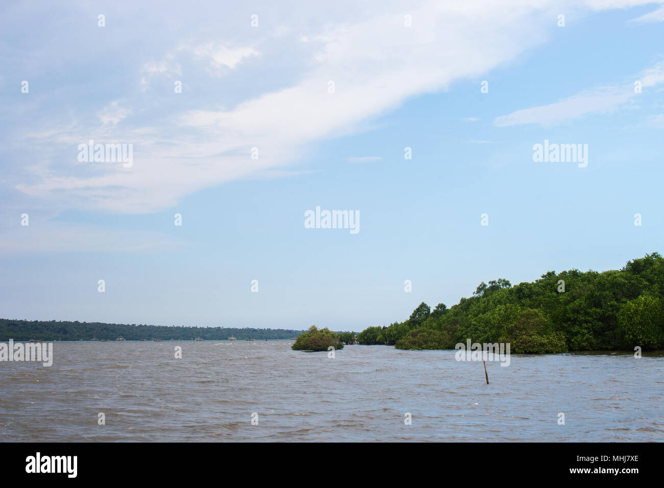 Bay Water, Mangrove Trees and Blue Sky With White Cloud Stock Photo