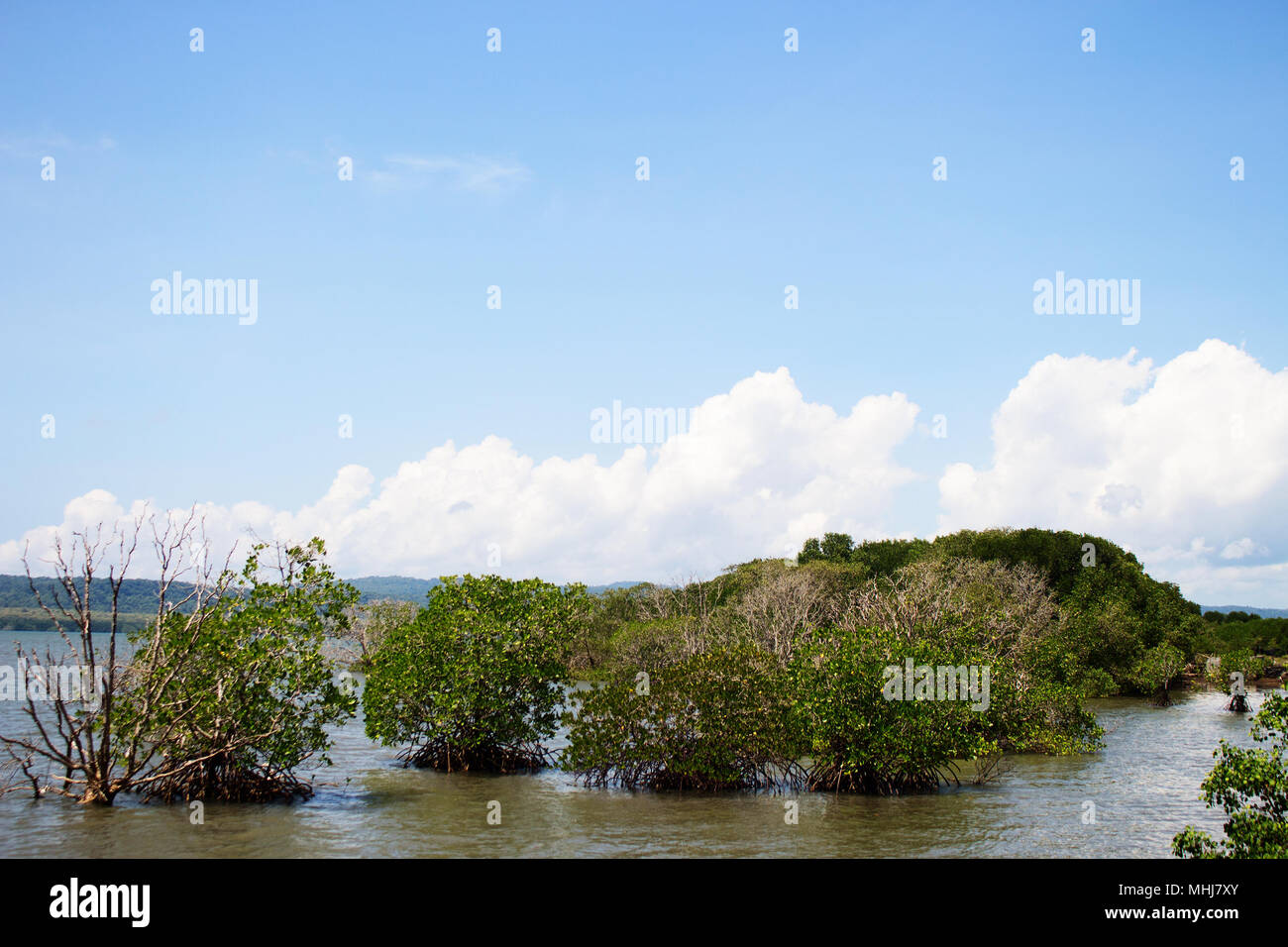 Blue Sky on top of Mangrove Trees in Bay Stock Photo