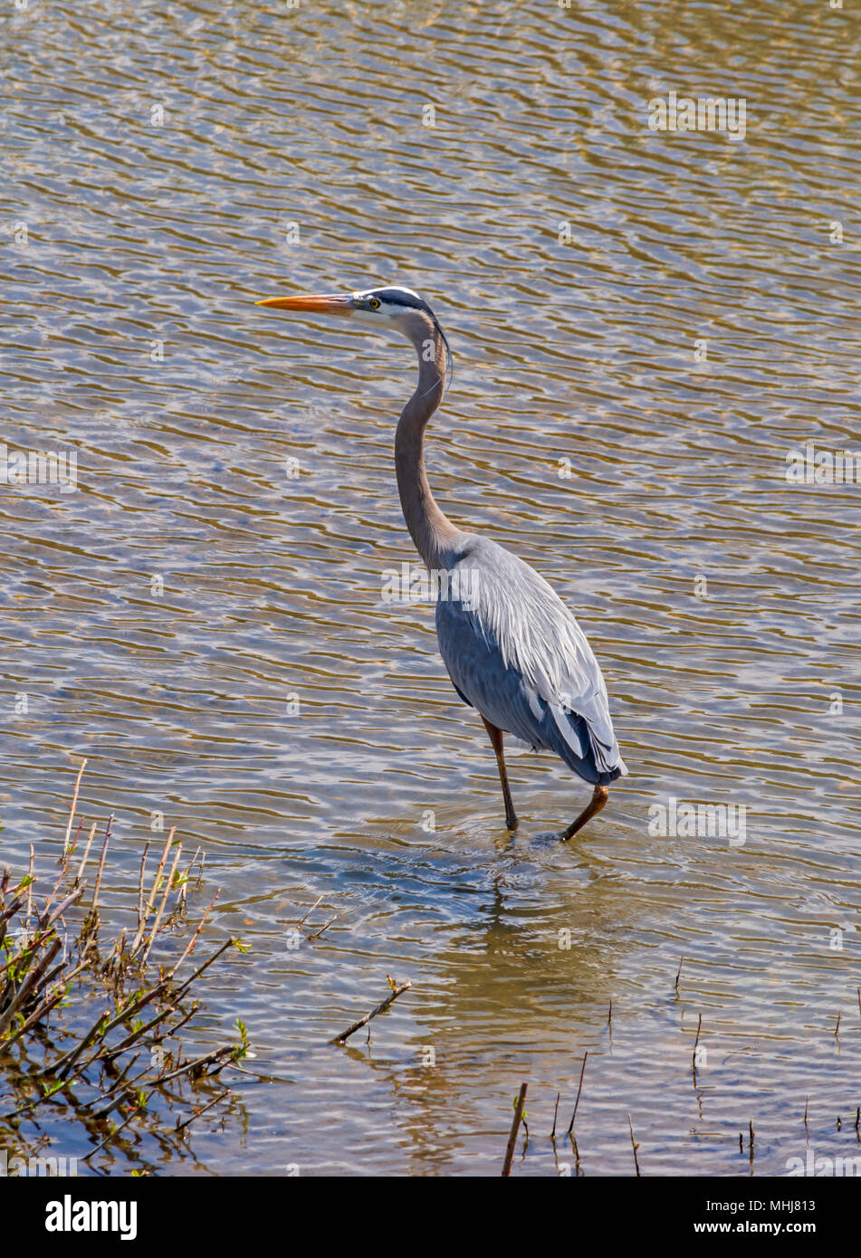 Great Blue Heron in early spring along East Plum Creek, Castle Rock ...