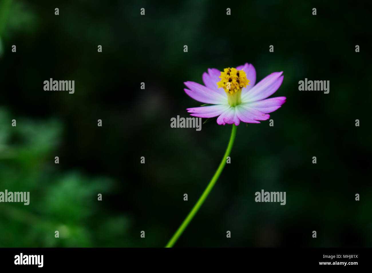 Side View of Full Bloom Edible Cosmos Flower Stock Photo Alamy