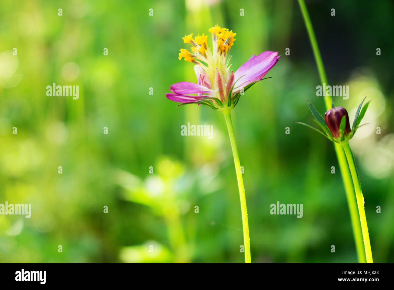 Side View Imperfect Full Bloom and Bud of Edible Cosmos Flower Stock