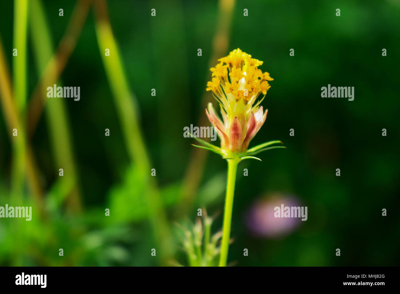 Edible Cosmos Flower Without Petal. Stand Tall Cosmos Pollen Stock
