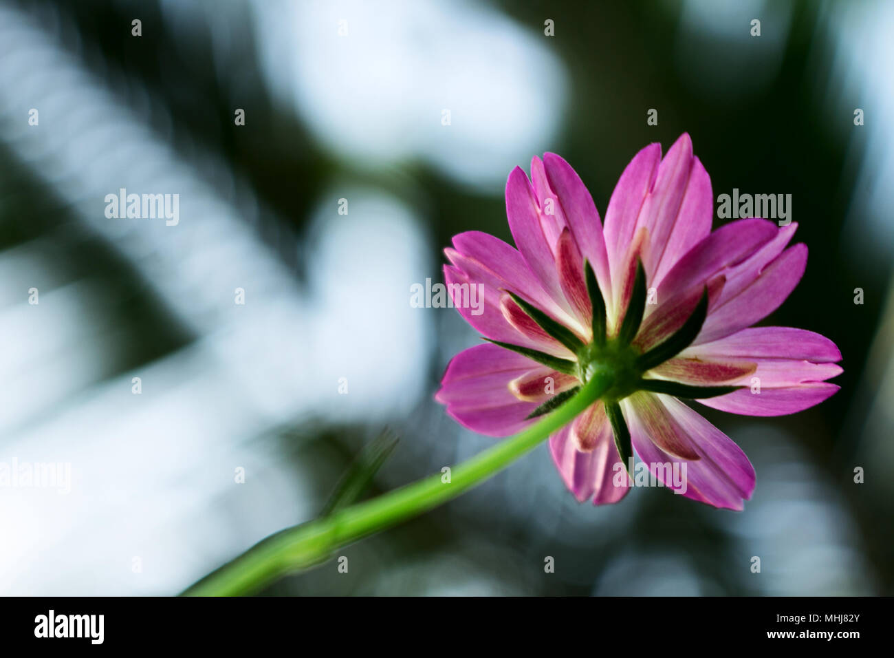 Edible cosmos hires stock photography and images Alamy