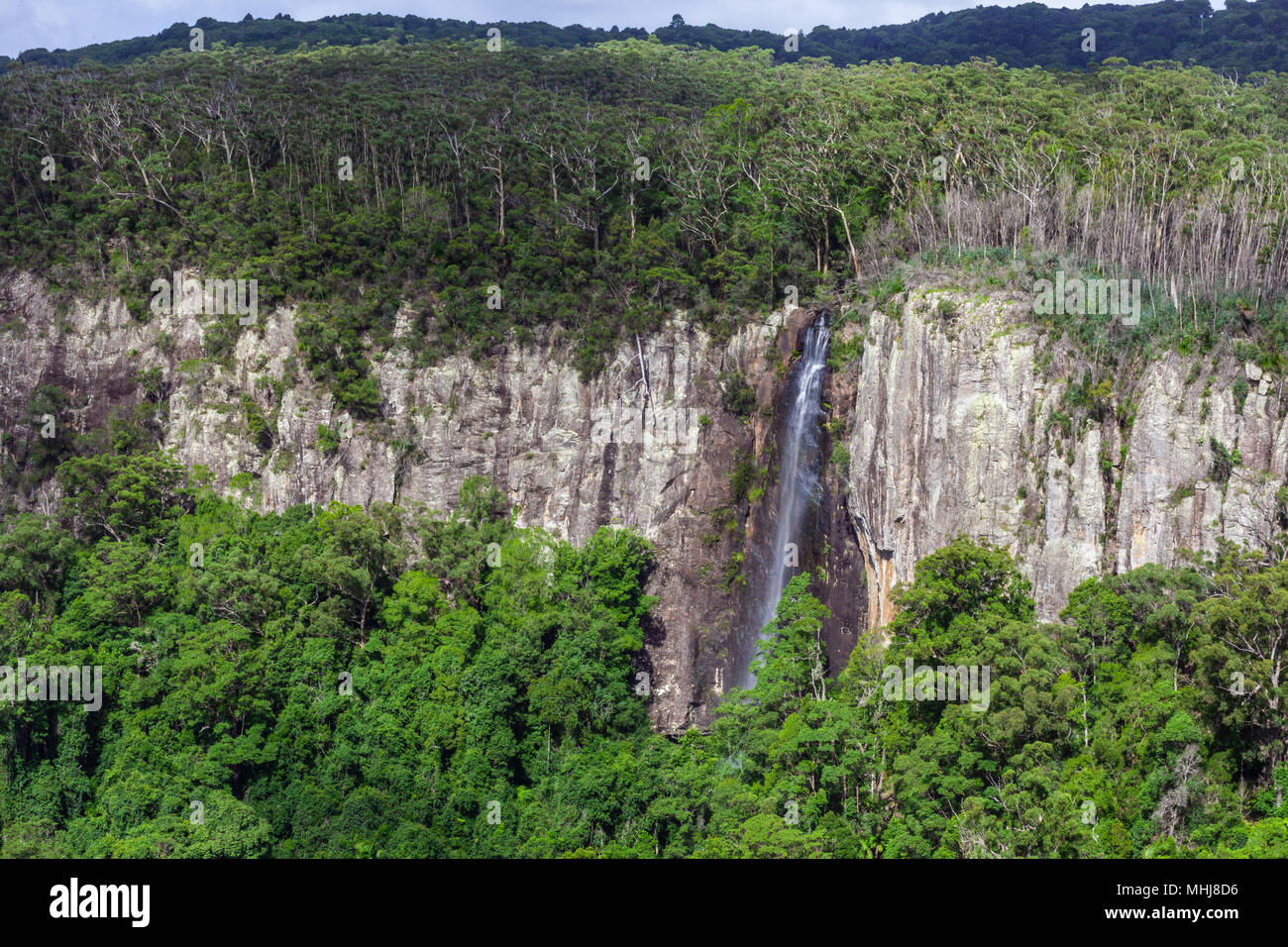 Scenic tall waterfall in Queensland. Springbrook National Park