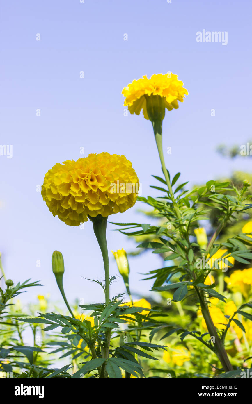Marigold and colorful beauty with the sky in winter, yellow flower
