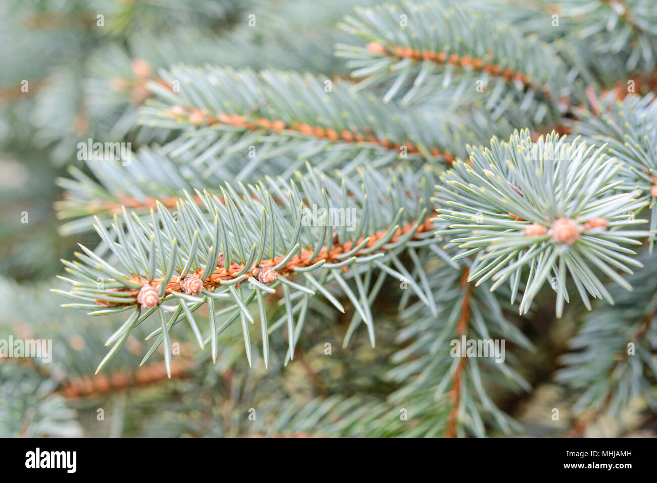 Abstract garden background - green spruce branches in close-up (selective depth of field). Stock Photo