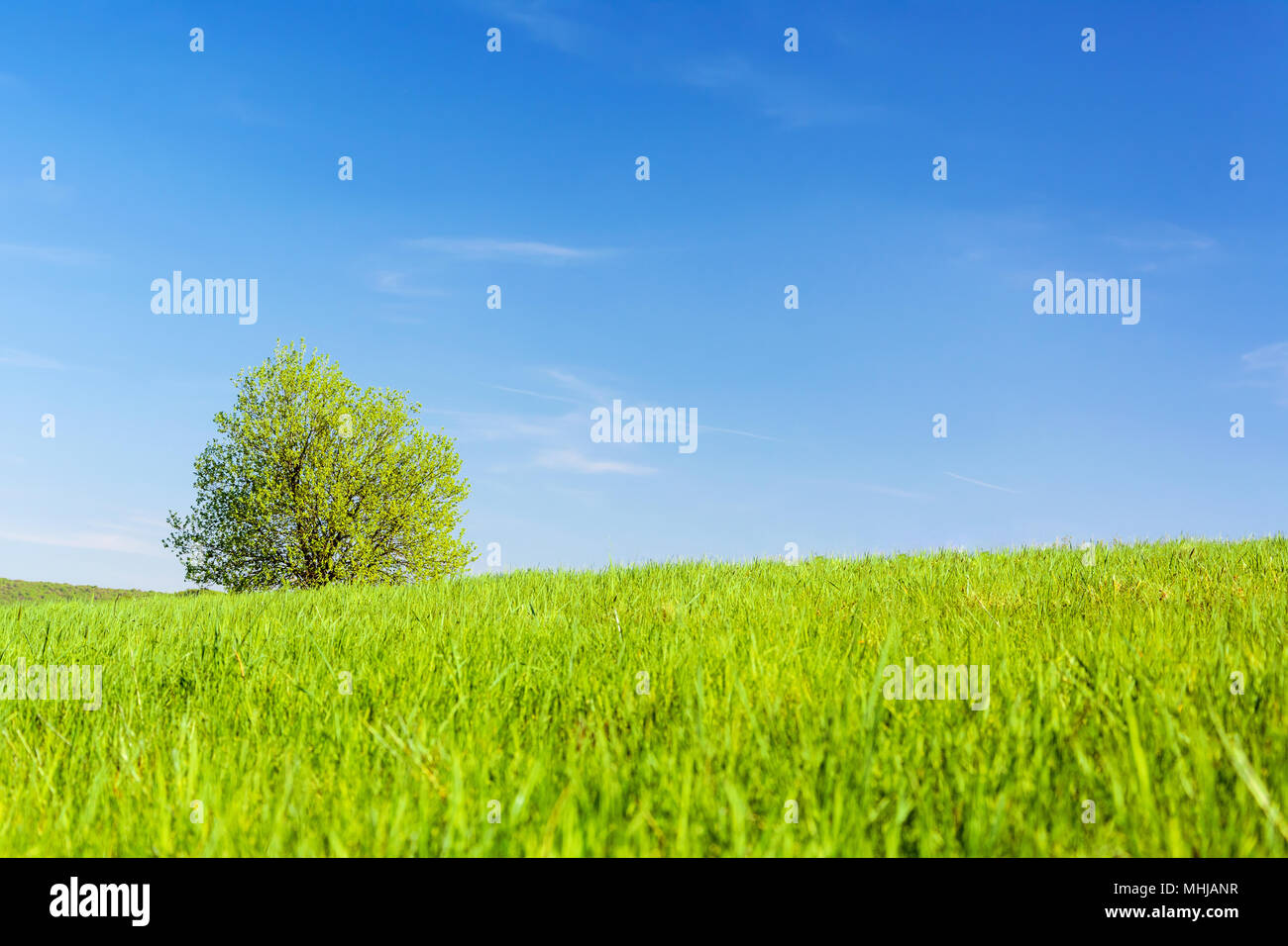 Lonely tree in agricultural field hi-res stock photography and images ...