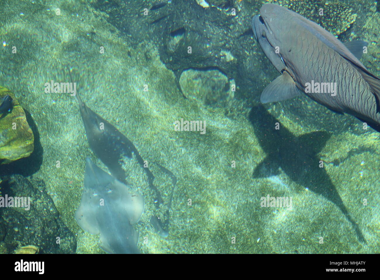 Humphead Wrasse (Cheilnus Undulatus) & Banjo Fish in Coral Lagoon Stock Photo