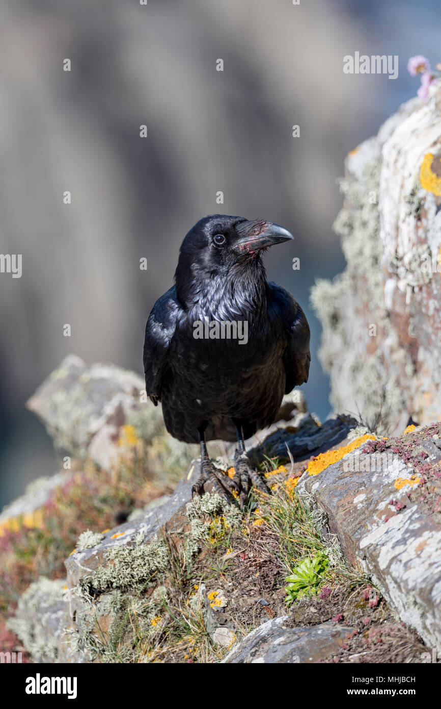 Raven; Corvus corax Single on Cliff Cornwall; UK Stock Photo