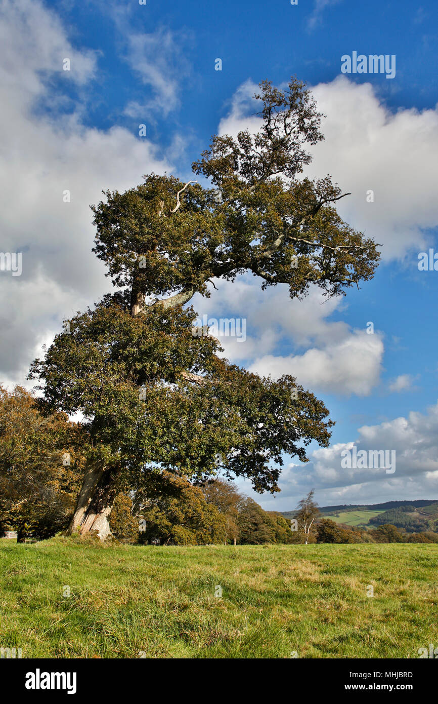 Trees in Sunshine; Lanhydrock; Cornwall; UK Stock Photo