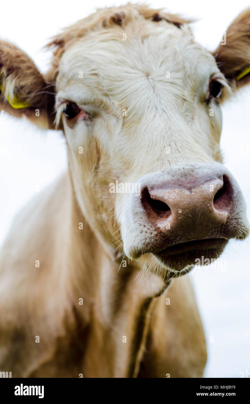 Cow eyelashes hires stock photography and images Alamy
