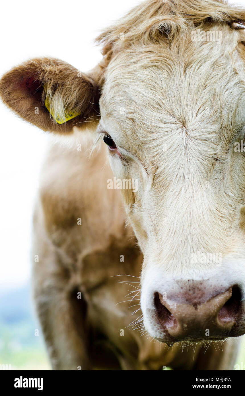 Close-up of curious cow in Derbyshire, UK. 2017 Stock Photo