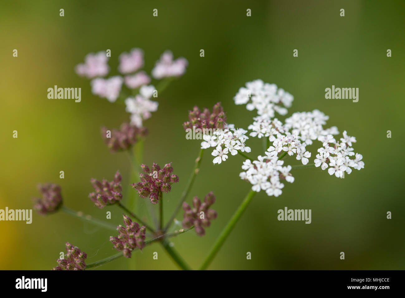 Parsley plant flowering hires stock photography and images Alamy
