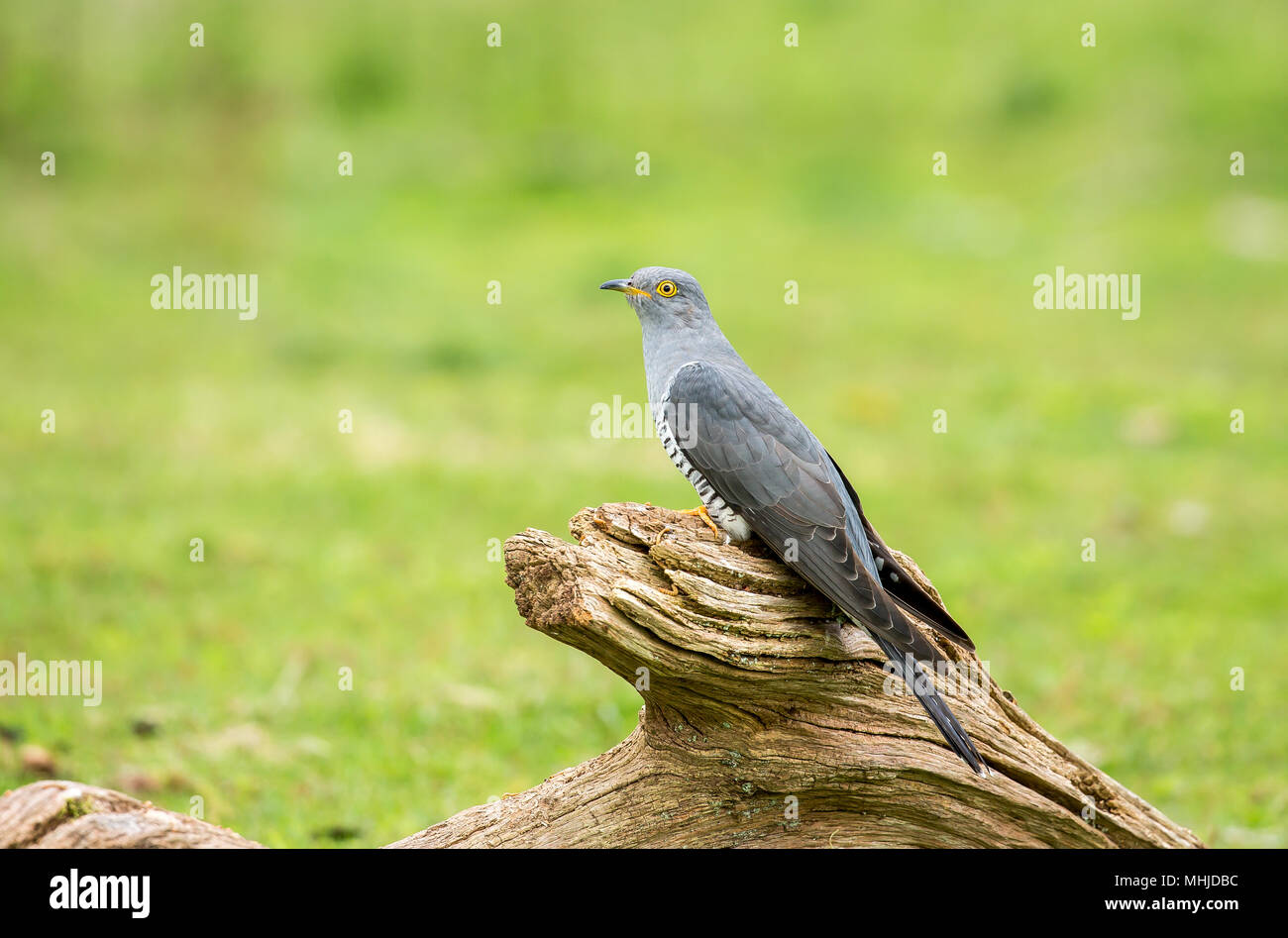 The common cuckoo is a member of the cuckoo order of birds, Cuculiformes, which includes the roadrunners, the anis and the coucals. Stock Photo