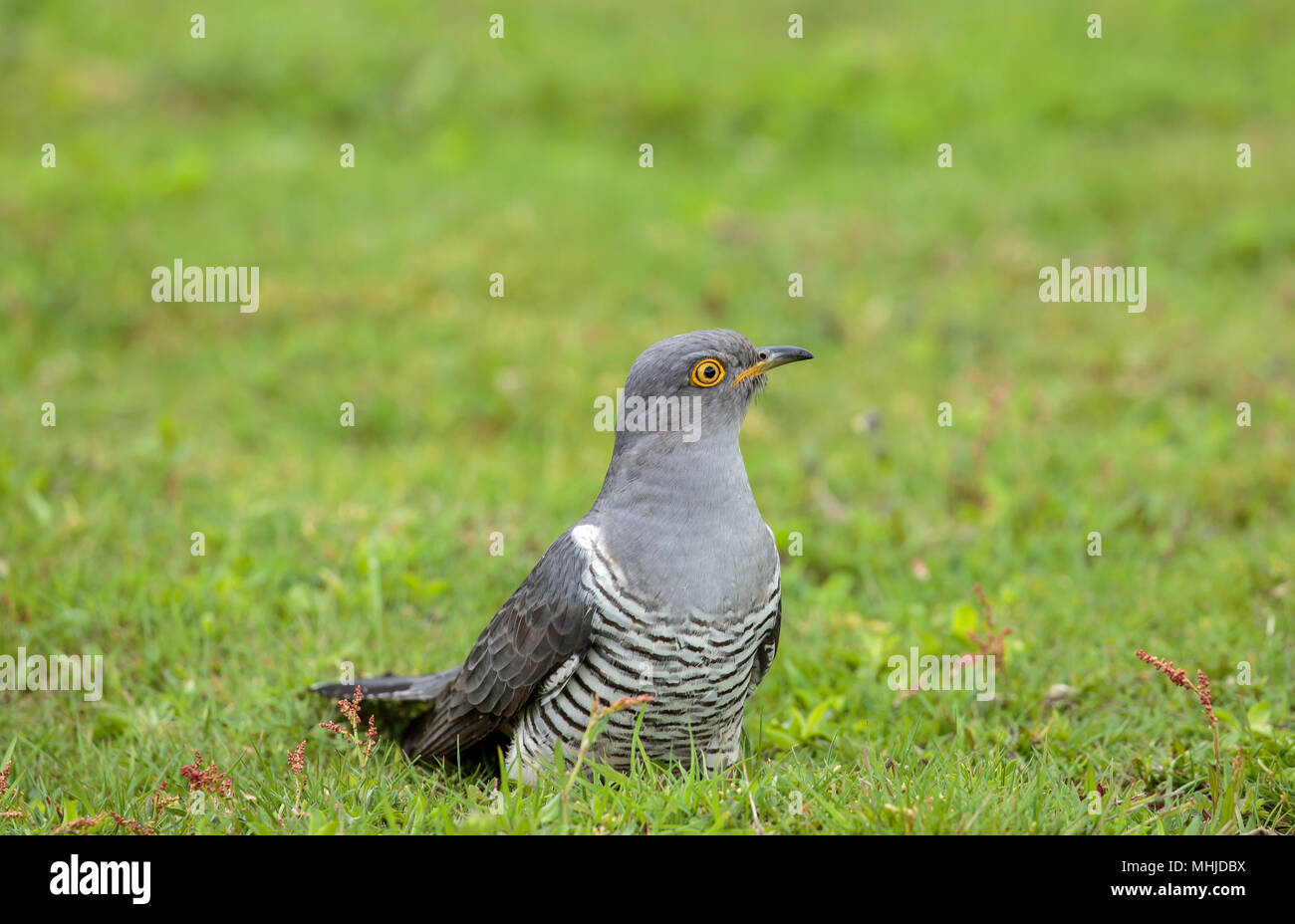 The common cuckoo is a member of the cuckoo order of birds, Cuculiformes, which includes the roadrunners, the anis and the coucals. Stock Photo