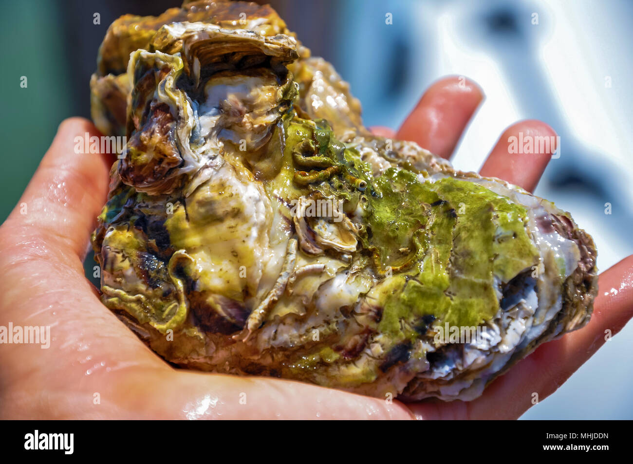 A man is holding an oyster in his hand. Close-up oyster in his hand.. Fresh oysters. Typical french cuisin. Stock Photo