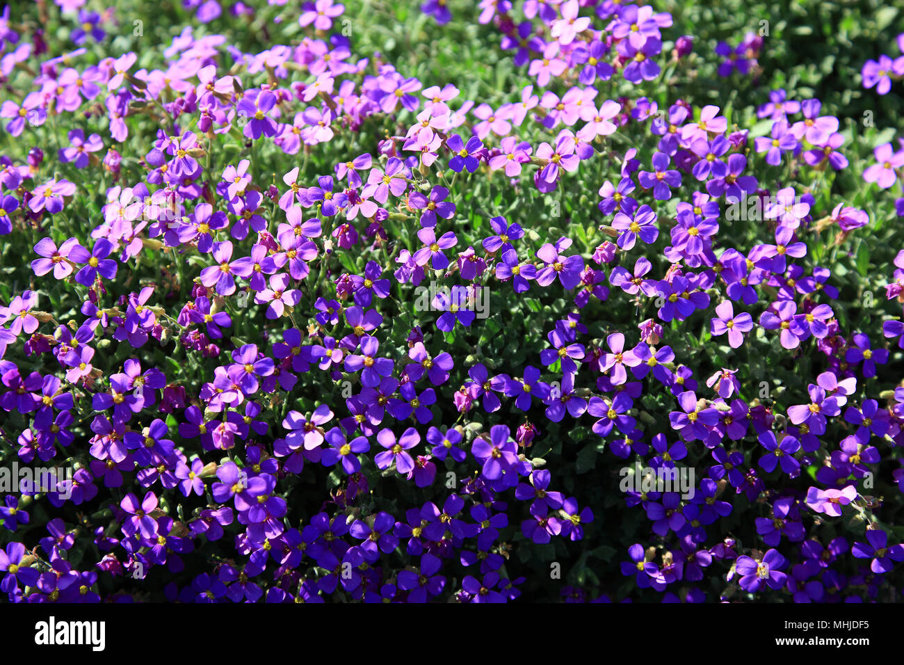 Aubrieta deltoidea is a species of flowering plant in the mustard family. Common names are lilacbush, purple rock cress and rainbow rock cress Stock Photo